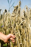 Picking Wheat
