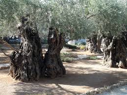 Mount Gathsemane