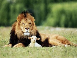 The Lion will Rest with the Lamb